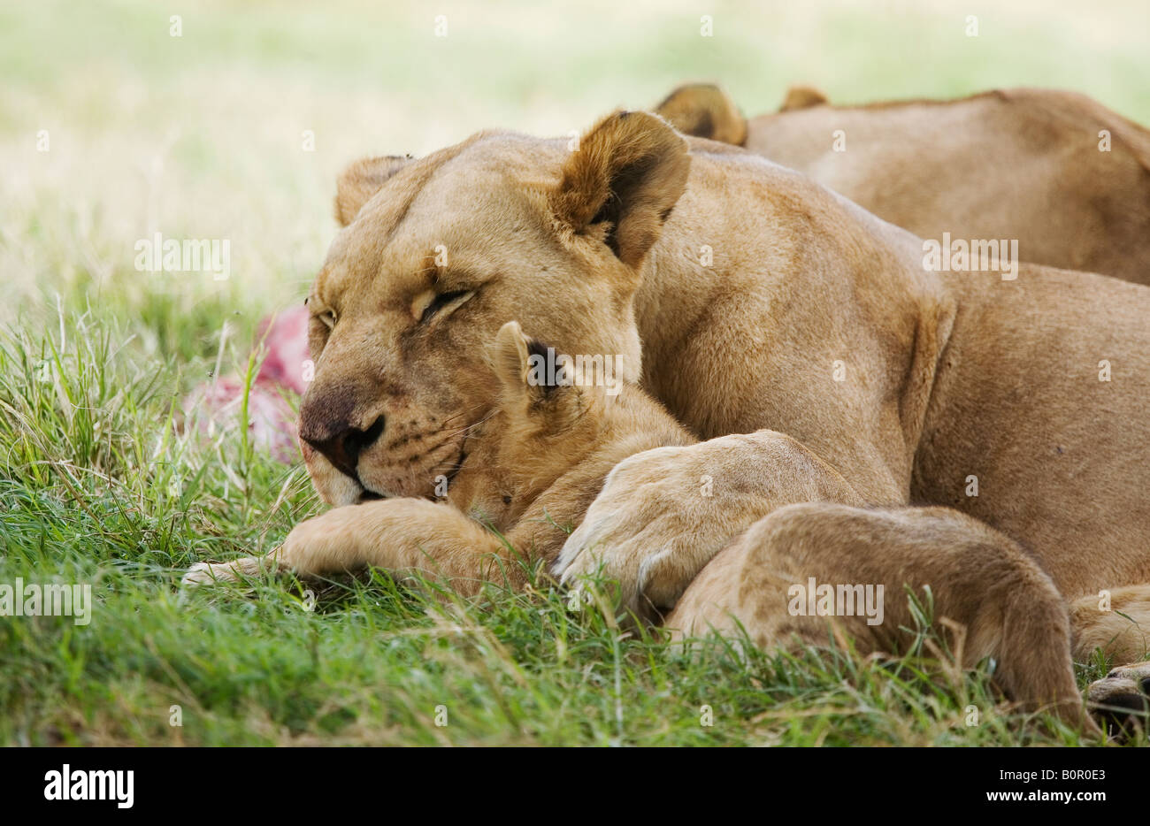Lioness with her cub Panthera leo Stock Photo - Alamy