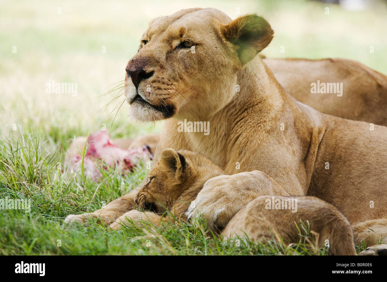 Lioness with her cub Panthera leo Stock Photo - Alamy