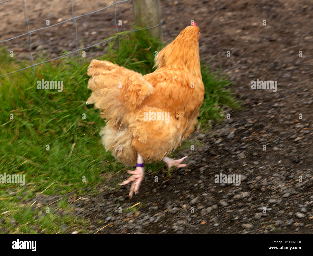 Buff orpington Chicken Running Stock Photo