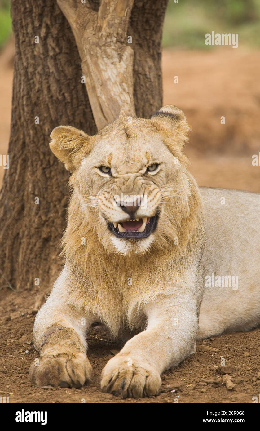 African lion Panthera leo Stock Photo - Alamy