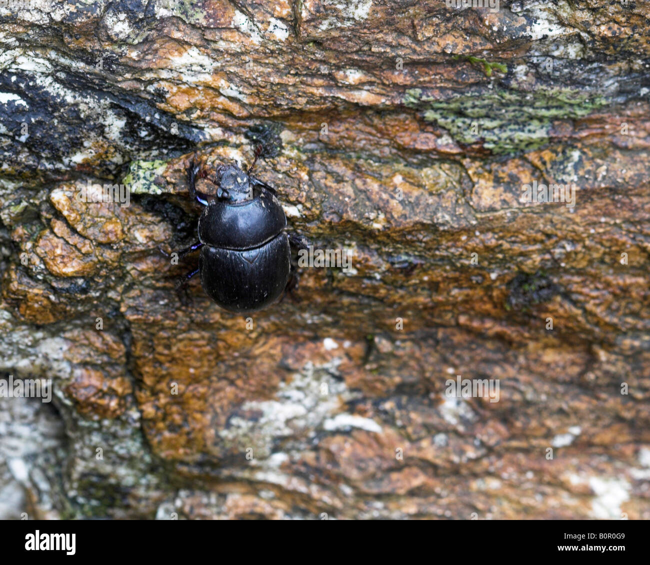 Dor beetle Geotrupes stercorarius climbing stone wall Stock Photo
