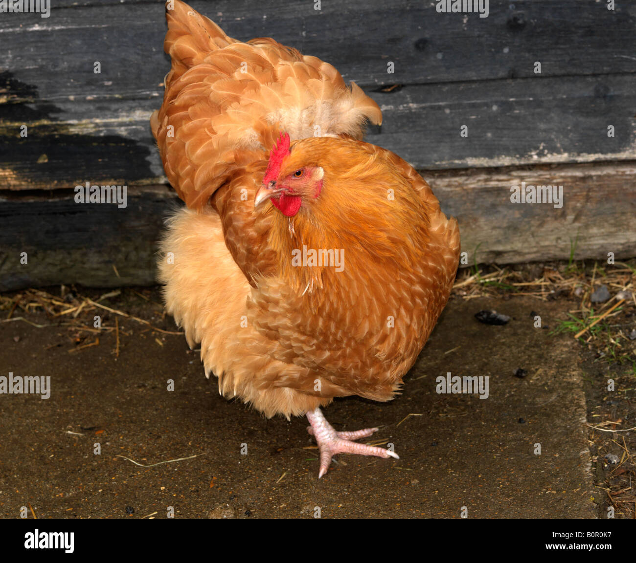 Buff Orpington Chicken Stock Photo