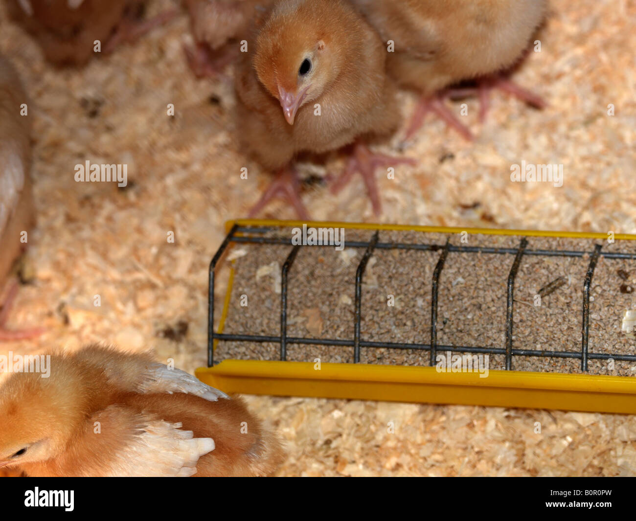 Buff Orpington Chicks Feeding from Trough Stock Photo
