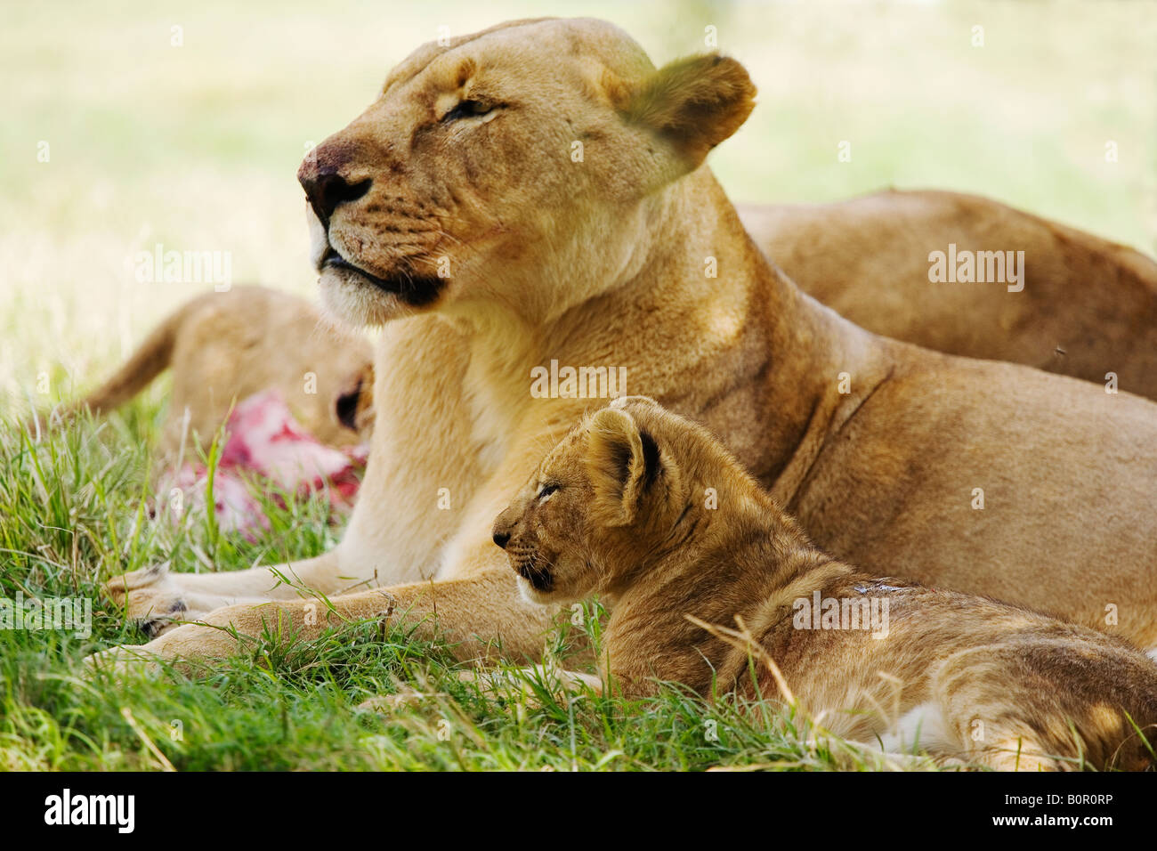 Lioness with her cub Panthera leo Stock Photo - Alamy