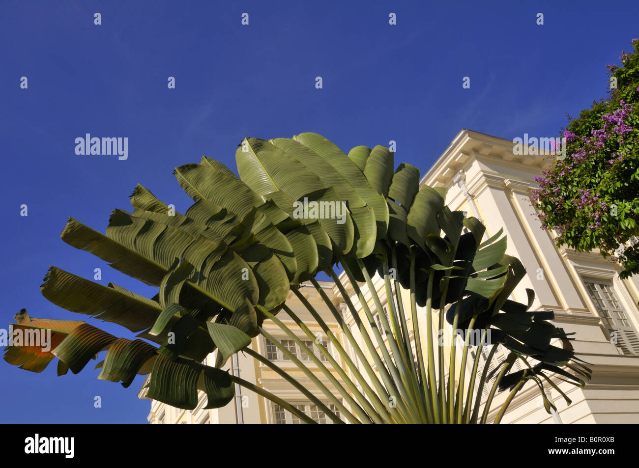 Image Traveller's tree (Ravenala madagascariensis), Fort Canning Park,  Singapore - 434261 - Images of Plants and Gardens - botanikfoto