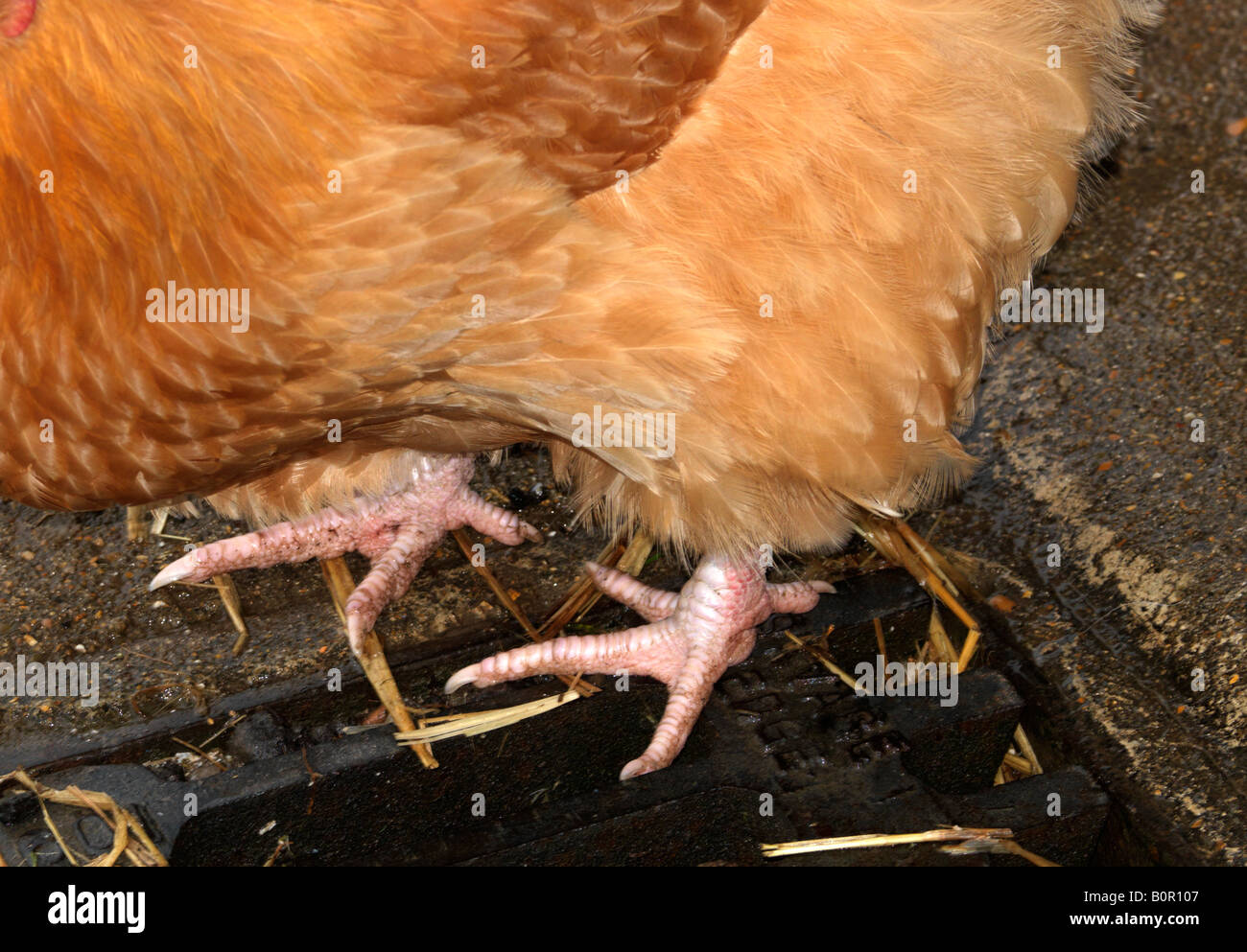 Buff Orpington Chicken Close up of Feet Stock Photo