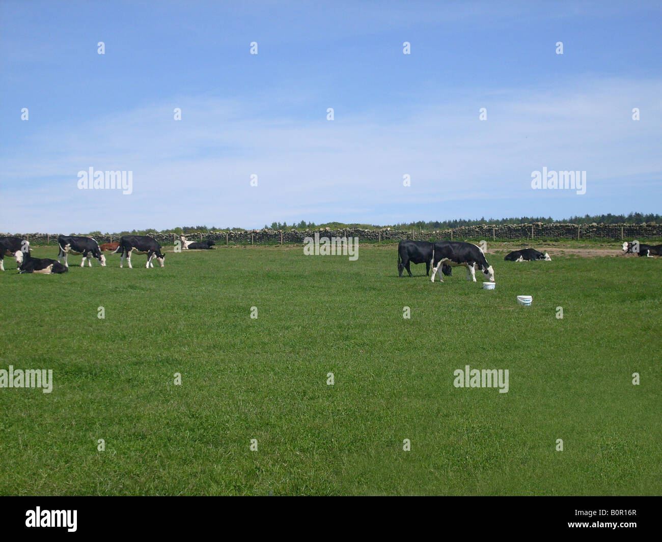 Cows grazing in countryside in rural agriculture scene, North Yorkshire Moors National Park, England. Stock Photo