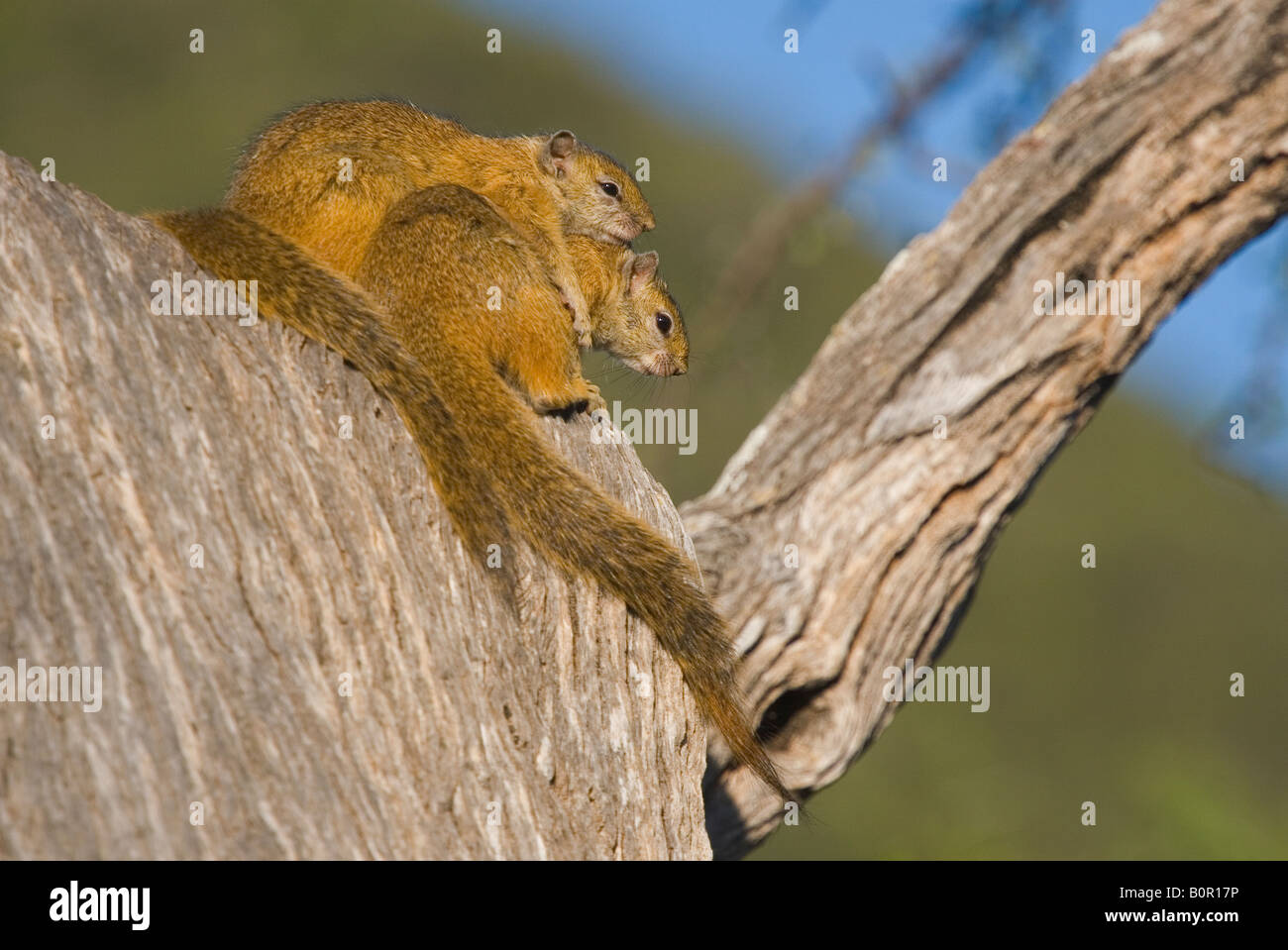 Tree squirrels Paraxerus Cepapi Stock Photo - Alamy