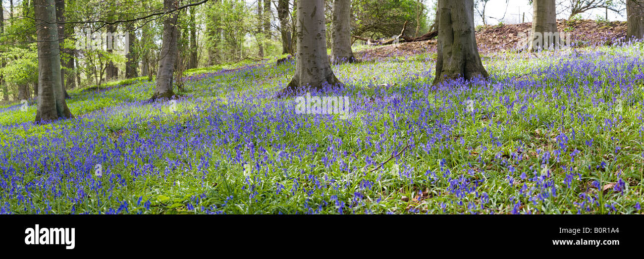 Bluebells in springtime in a Cotswold beechwood - Crickley Hill Country Park, Gloucestershire Stock Photo