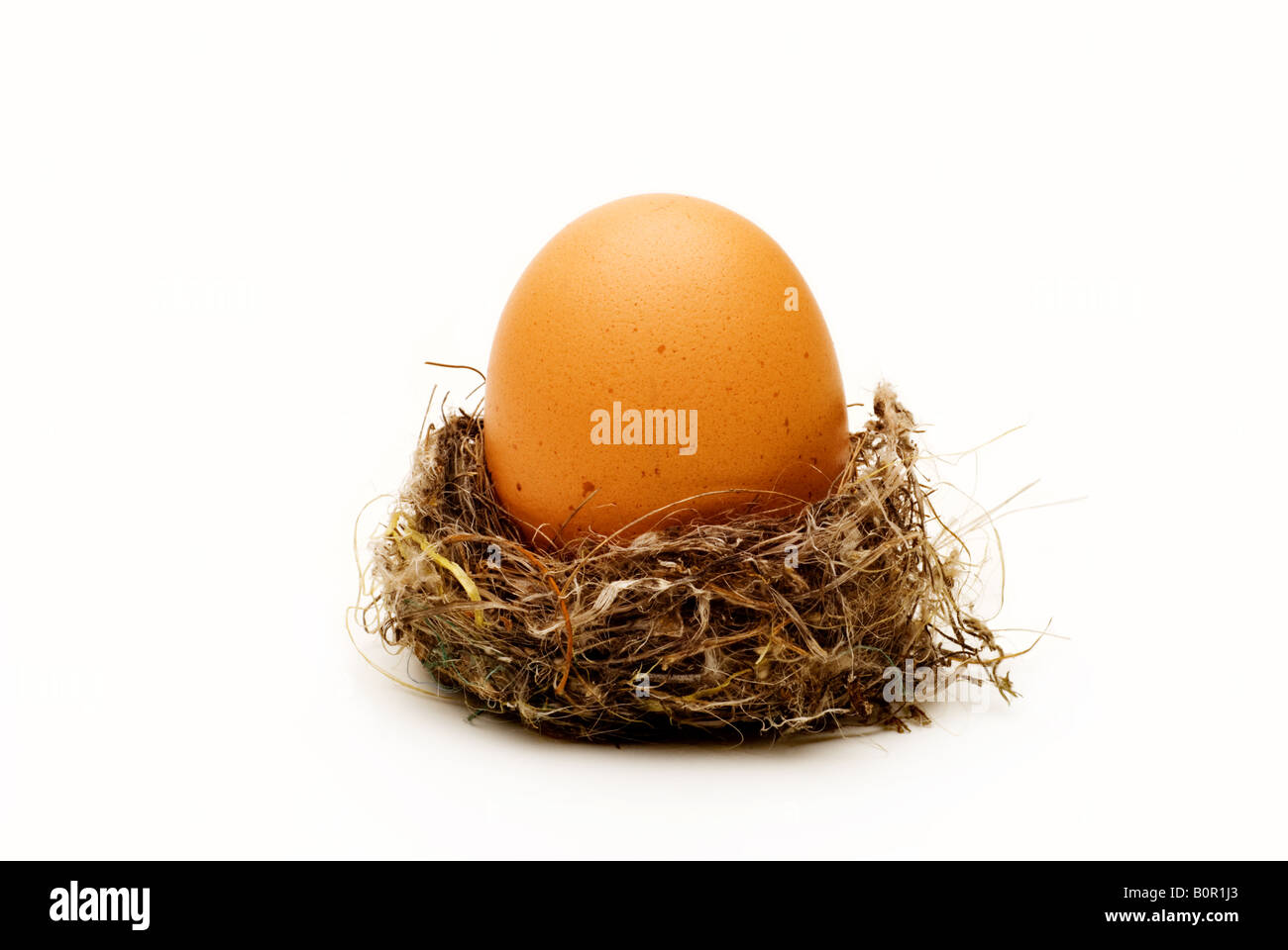 Single egg in nest, abstract finance concept. Stock Photo