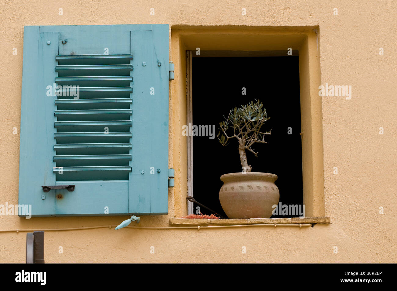 miniature olive tree in pot on window ledge, provence, france Stock Photo