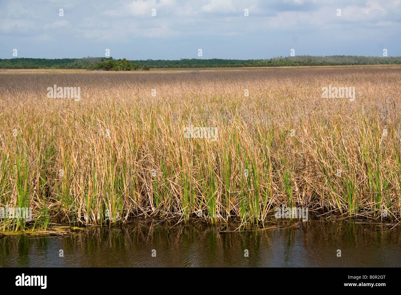 Marshland in Everglades National Park Florida Stock Photo