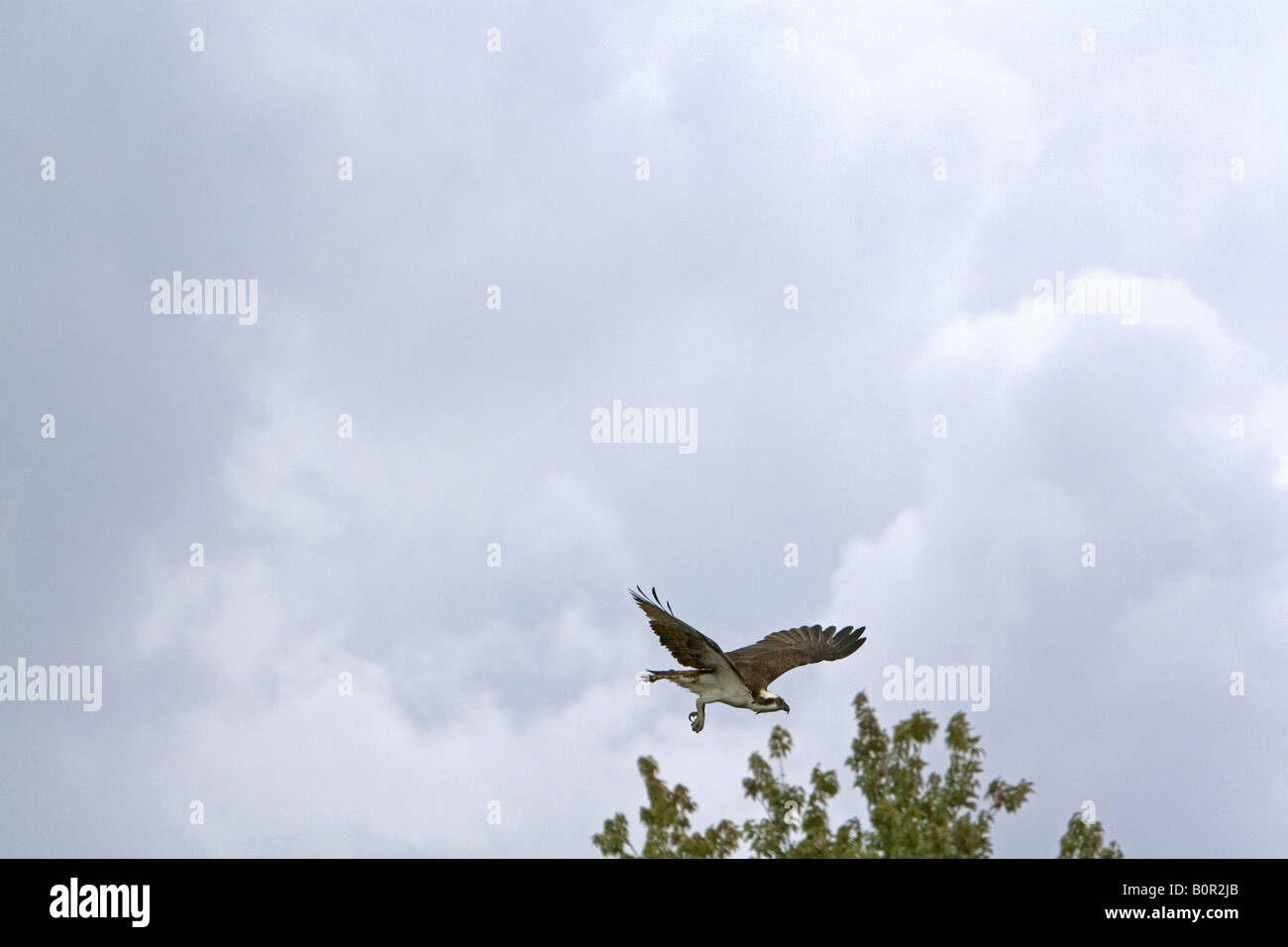 Osprey flying in Everglades National Park Florida Stock Photo