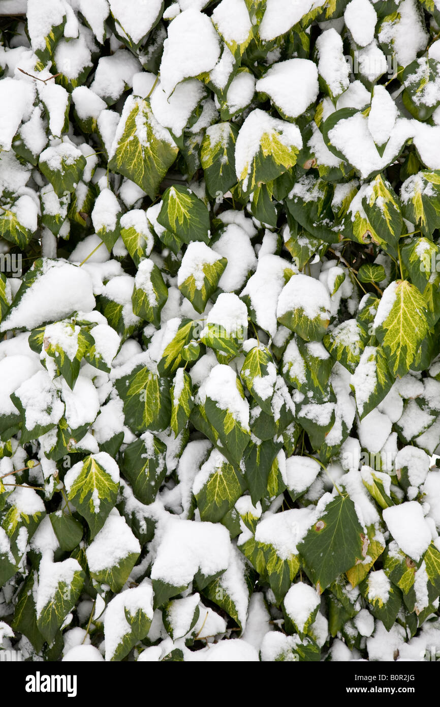 Snow covered Ivy, Surrey, England. Stock Photo