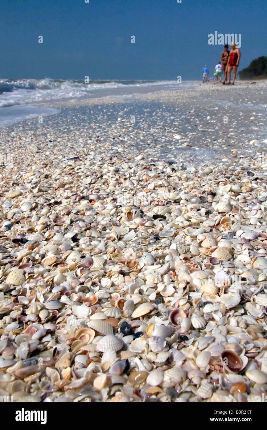Seashells on the beach at Sanibel Island on the Gulf Coast of Florida Stock Photo