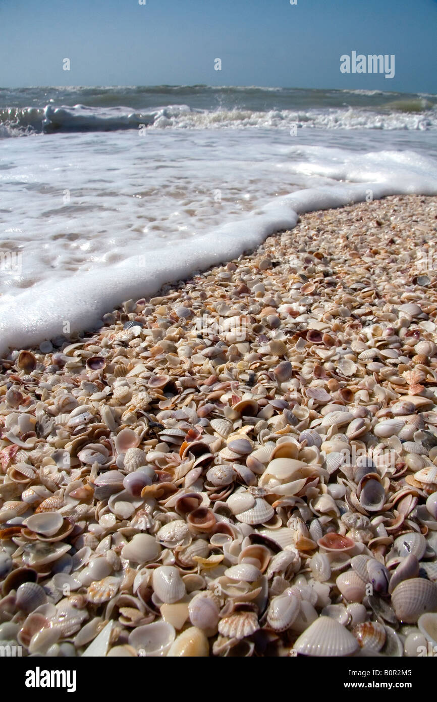 Seashells on the beach at Sanibel Island on the Gulf Coast of Florida
