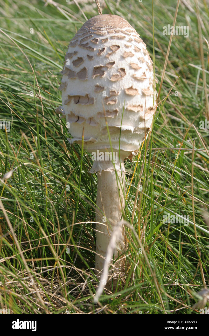 Young parasol Mushroom (Macrolepiota procera) in grass. Vertical.62559  Mushroom Stock Photo - Alamy
