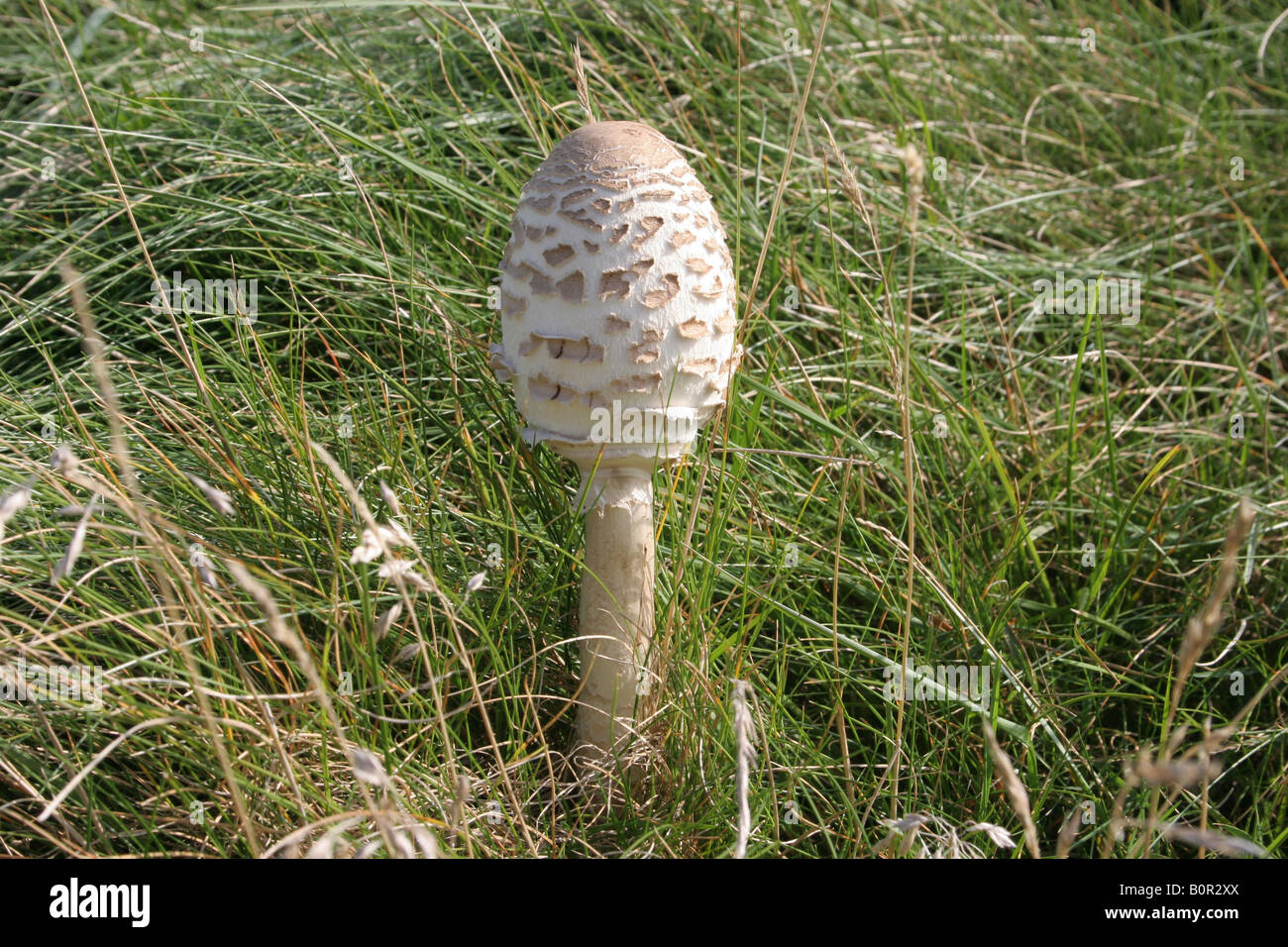 Parasol Mushroom Food Edible Fungus Champignon Comestible High Resolution  Stock Photography and Images - Alamy