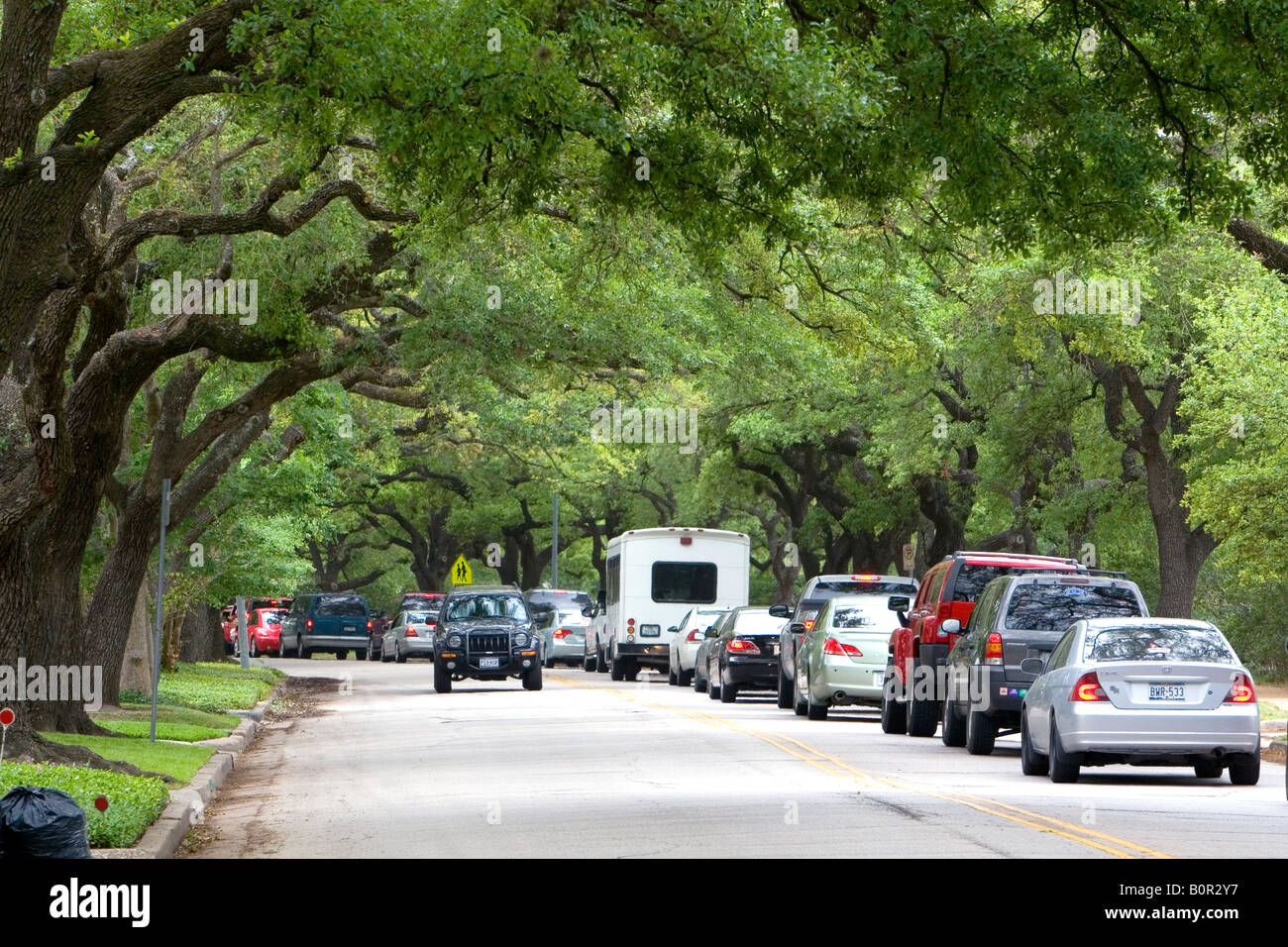 Live Oak trees line University Drive in Houston Texas Stock Photo