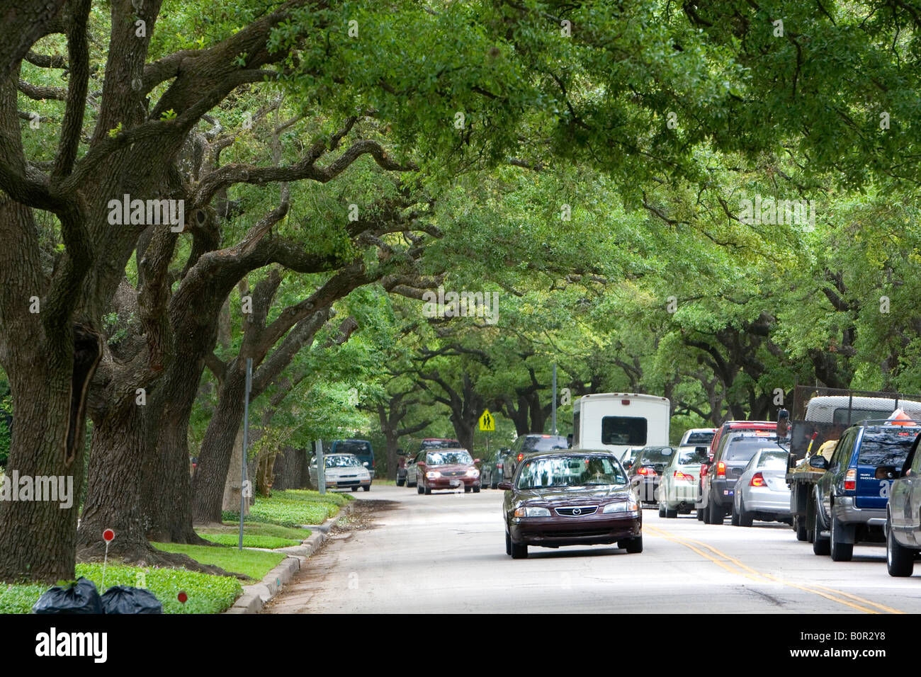 Live Oak trees line University Drive in Houston Texas Stock Photo