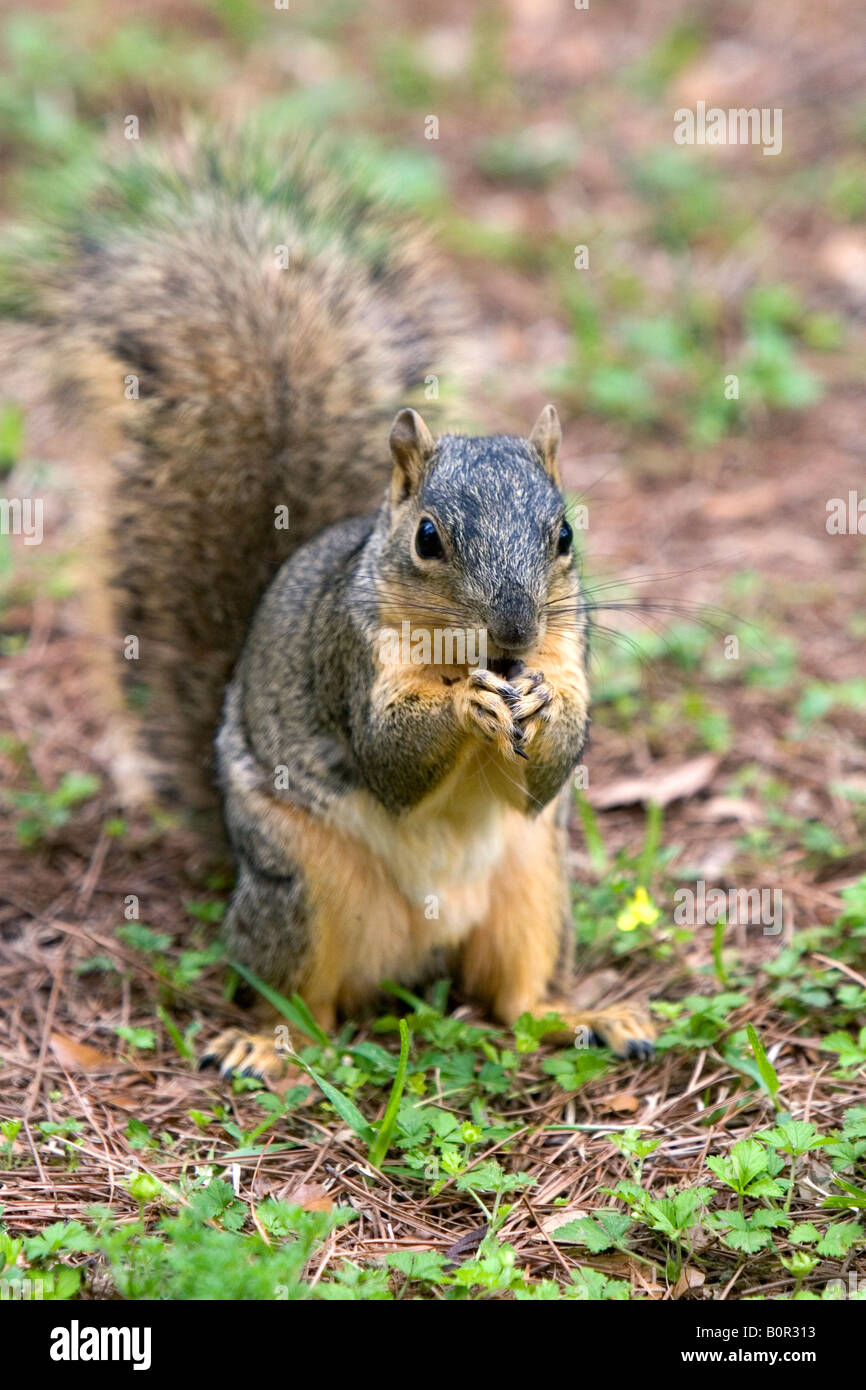 Squirrel in Hermann Park in Houston Texas Stock Photo