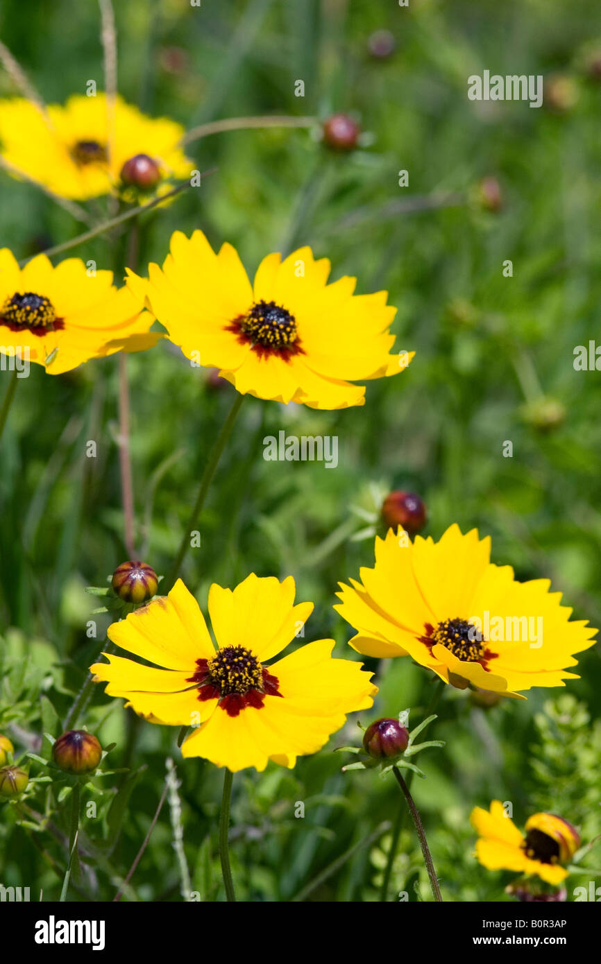 Blooms of the Coreopsis plant in Galveston Texas Stock Photo