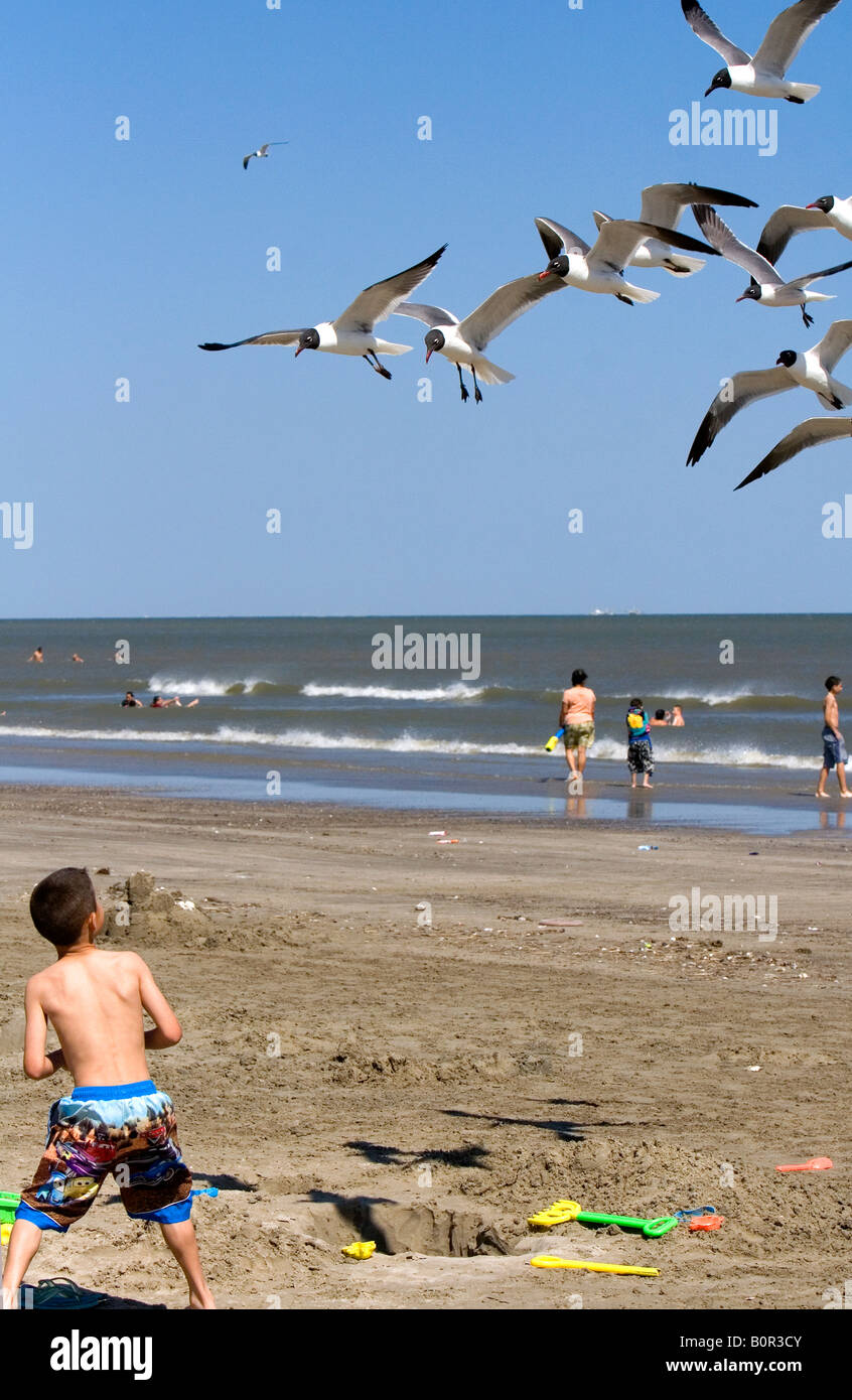Boy feeding Laughing Gulls at Galveston Beach on the Gulf of Mexico in Galveston Texas Stock Photo