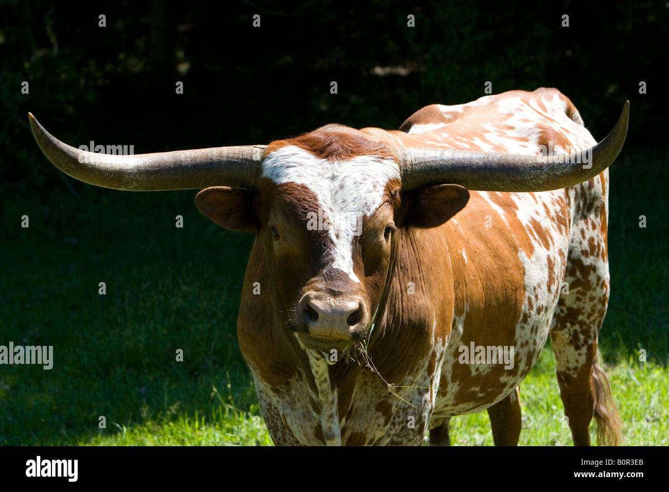 Texas longhorn bull in Washington County Texas Stock Photo