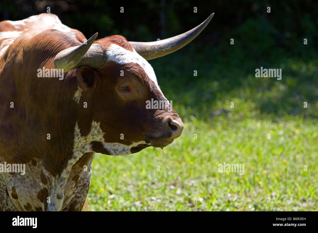 Texas longhorn bull in Washington County Texas Stock Photo
