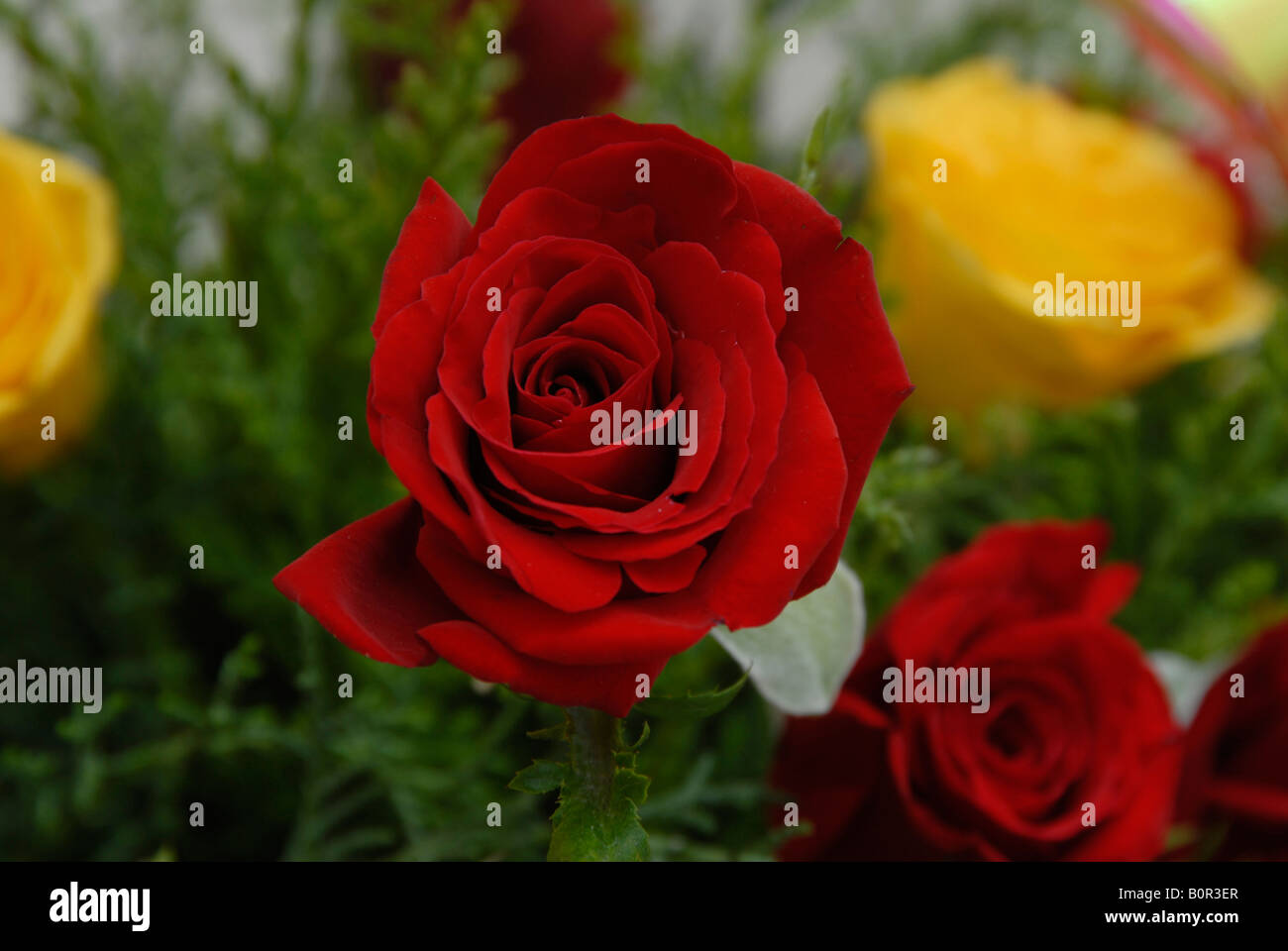 Red And R Yellow Roses Red rose roses flowers hi-res stock photography and images - Alamy