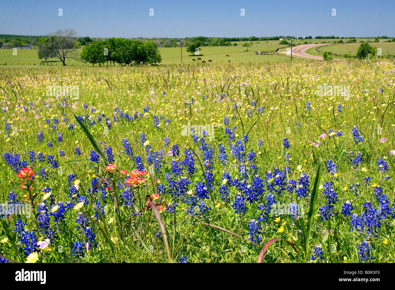 Field of wildflowers in Washington County Texas Stock Photo