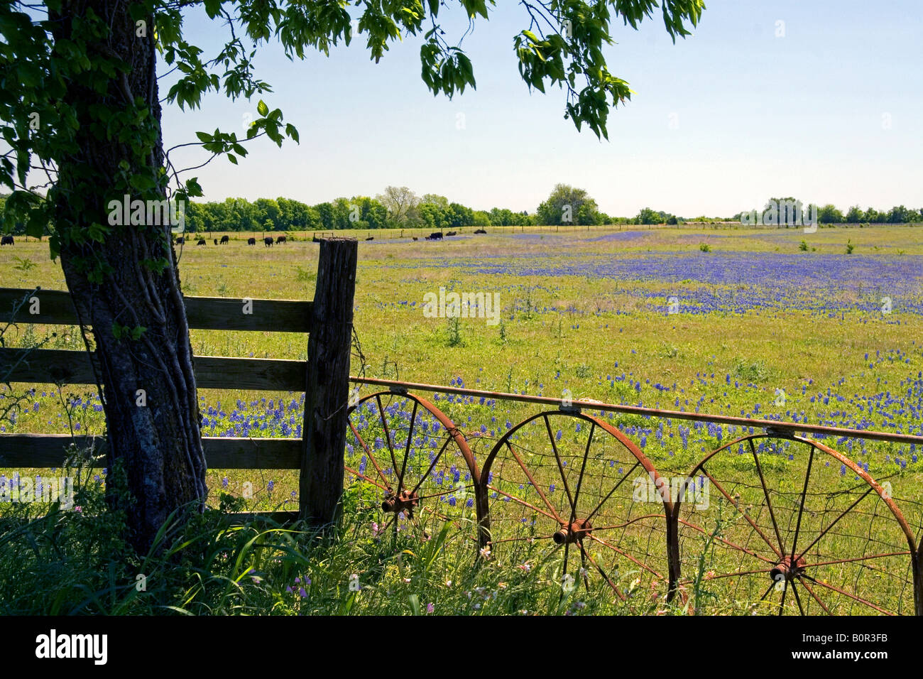 Field of Bluebonnet wildflowers in Washington County Texas Stock Photo