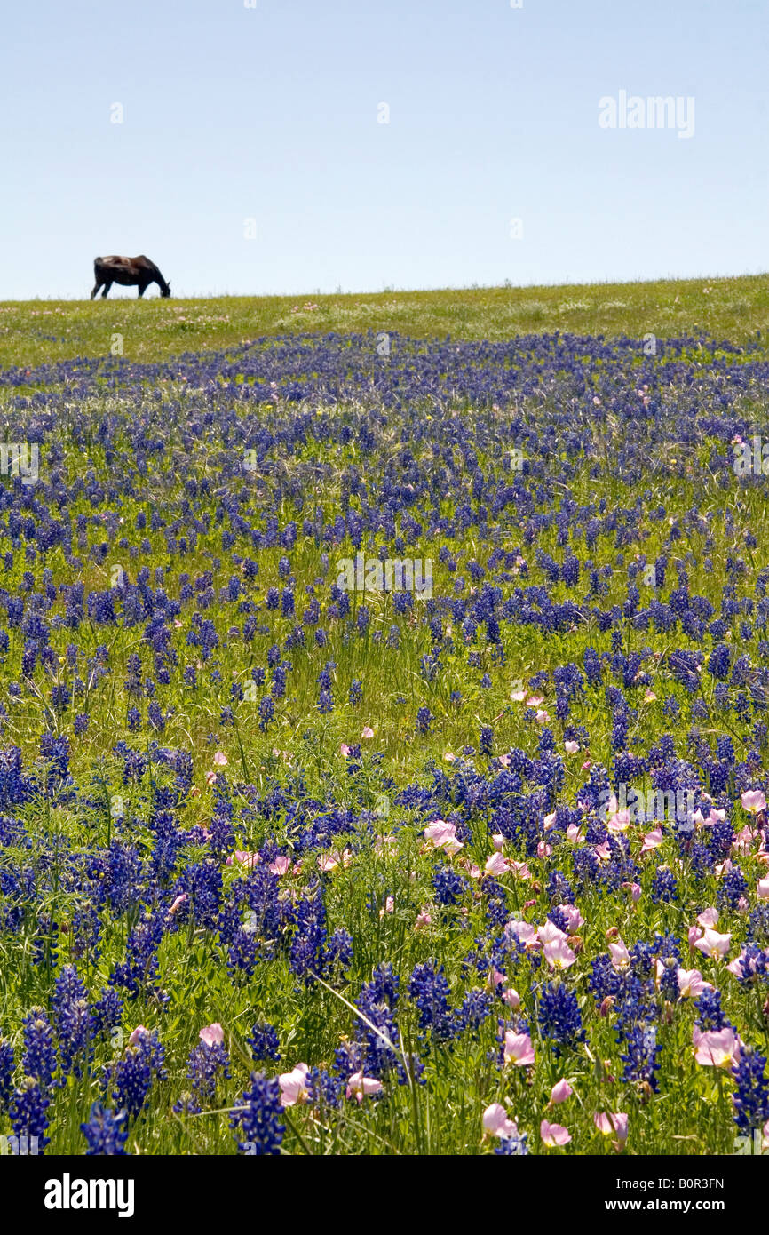 Horse grazing in a field of Bluebonnet and Pink Evening Primrose wildflowers in Washington County Texas Stock Photo