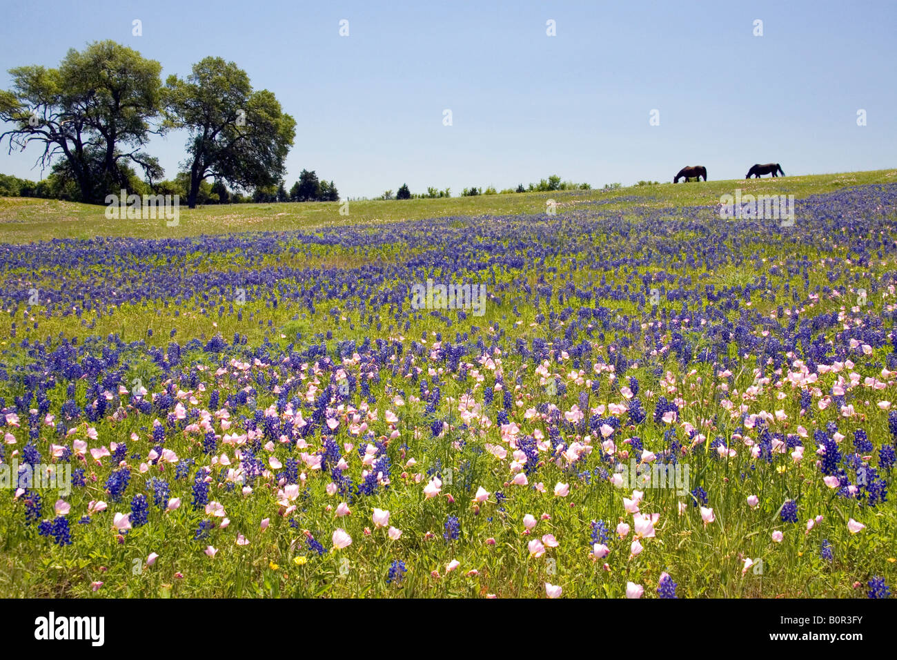 Horse graze in a field of Bluebonnet and Pink Evening Primrose wildflowers in Washington County Texas Stock Photo