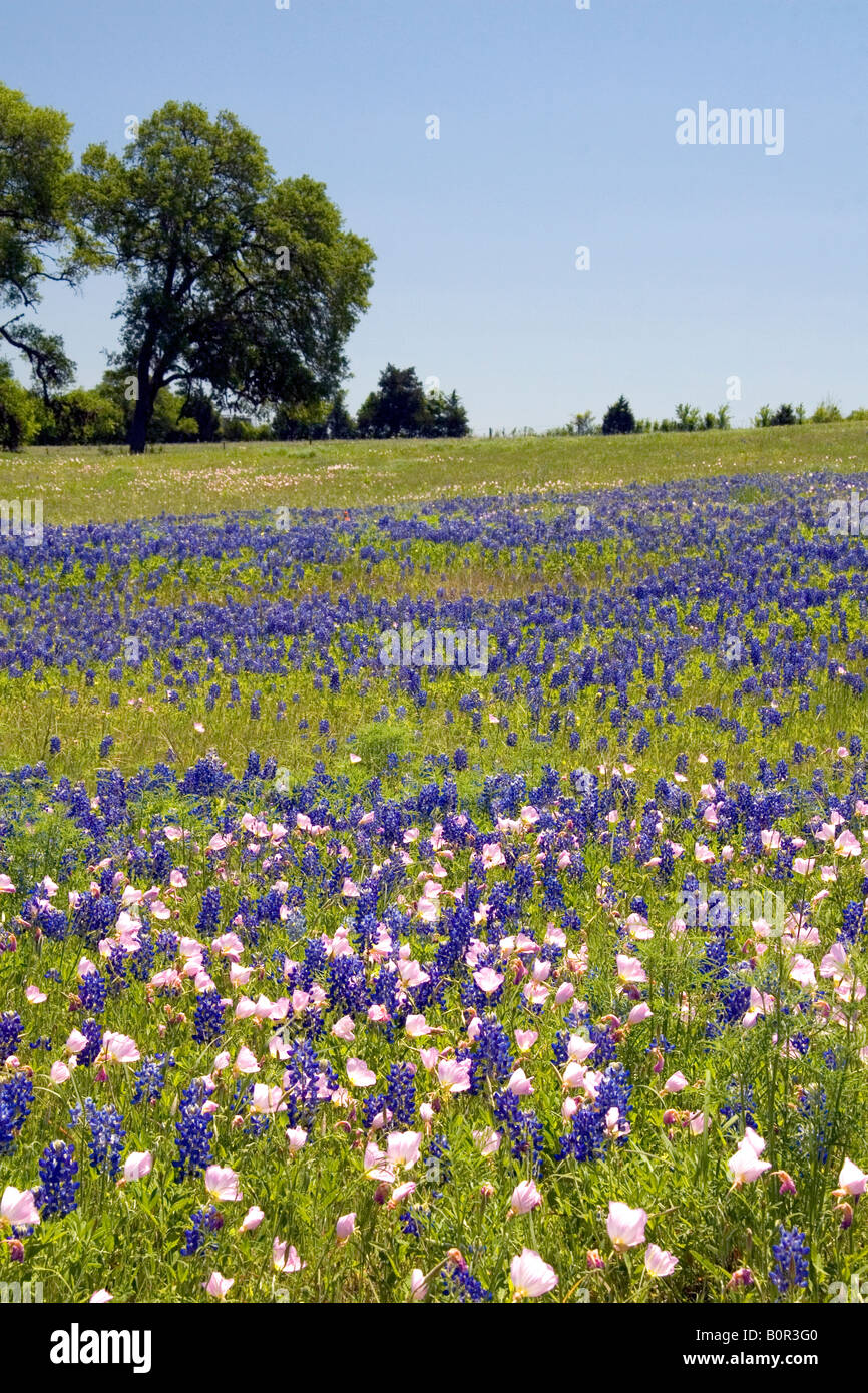 A field of Bluebonnet and Pink Evening Primrose wildflowers in Washington County Texas Stock Photo