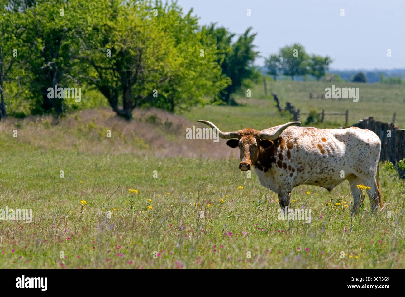 Texas longhorn graze in Washington County Texas Stock Photo