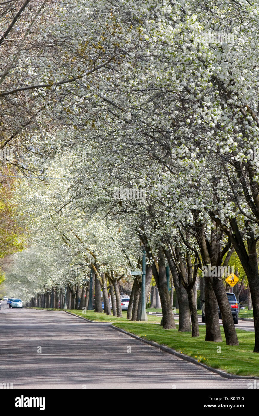 Harrison Boulevard lined with pear trees in bloom in Boise Idaho Stock Photo Alamy