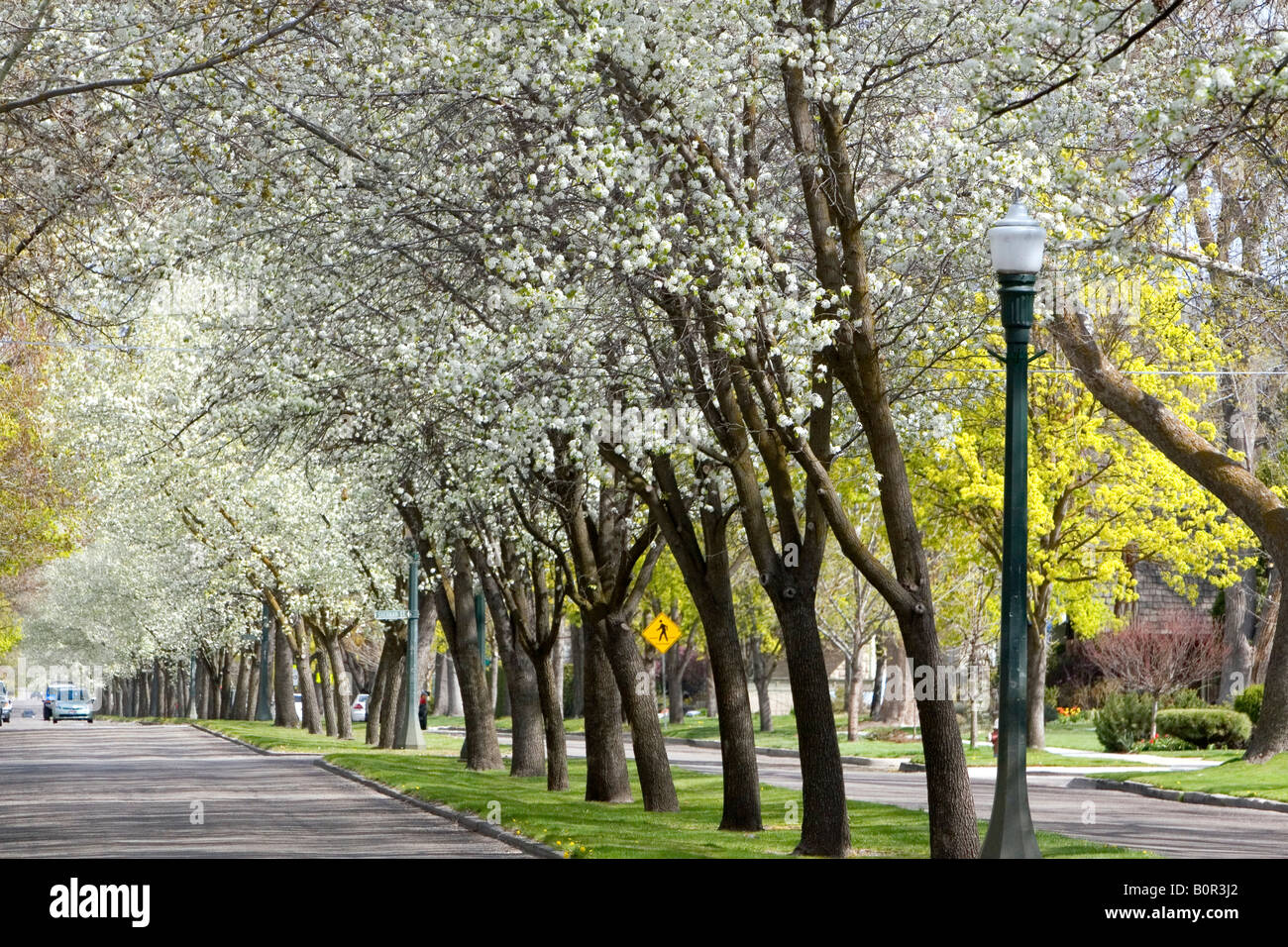 Harrison Boulevard lined with pear trees in bloom in Boise Idaho Stock Photo