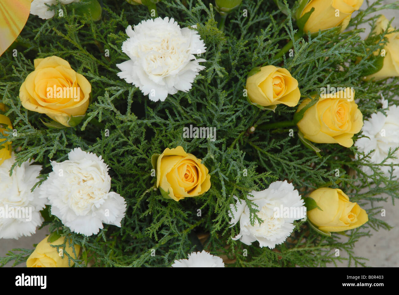 Roses natural flowers hi-res stock photography and images - Alamy