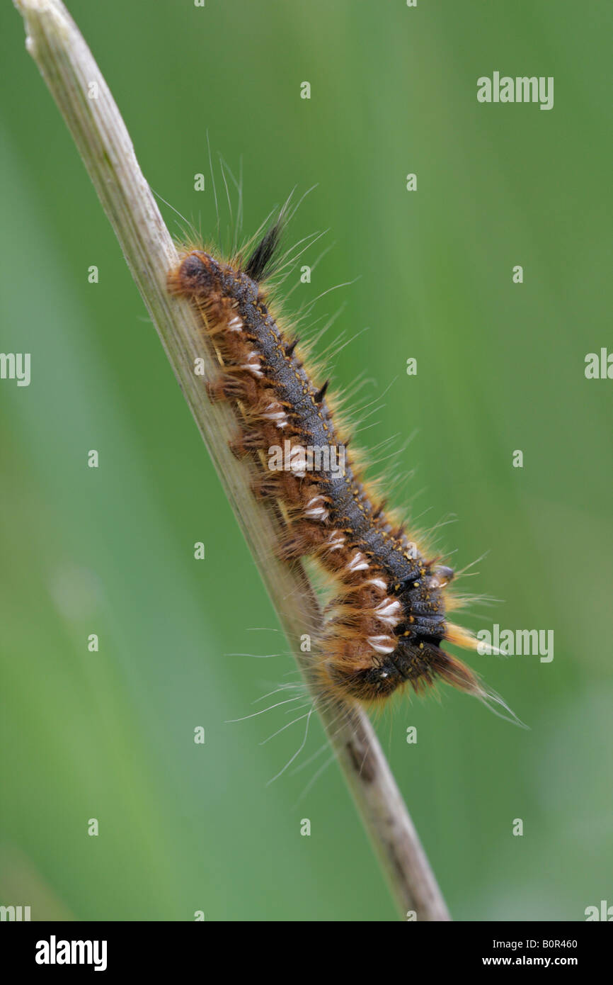 Drinker Moth Larva Stock Photo