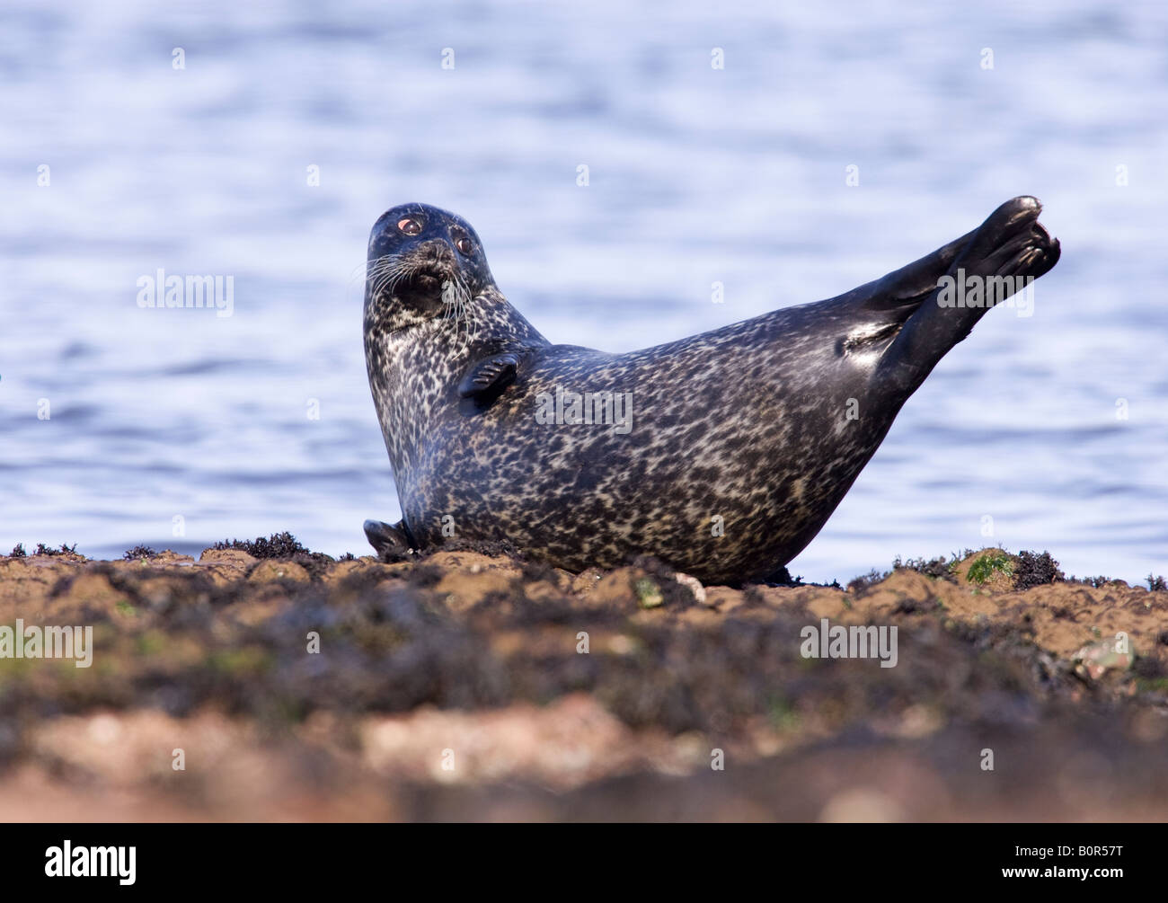Grey Seal (halichoerus grypus) on rocks at high tide, Portgordon, Moray ...