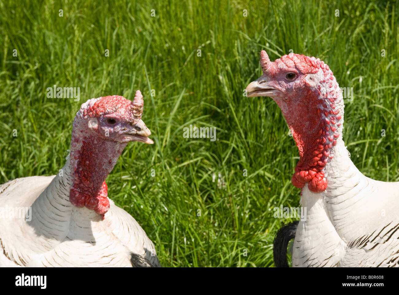 Turkey heads on a farm. Two turkeys facing each other with a grass