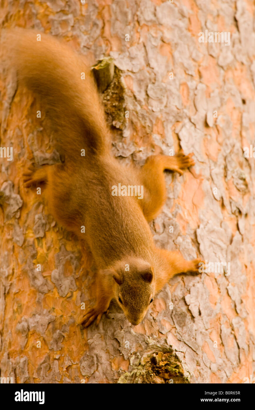 Eurasian Red Squirrel Sciurus Vulgaris Climbing Down Tree In Roseisle Forest Moray Scotland