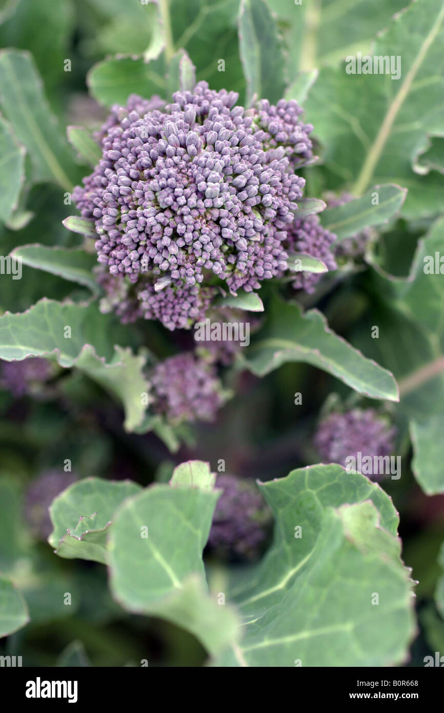 Purple Sprouting Broccoli Stock Photo Alamy