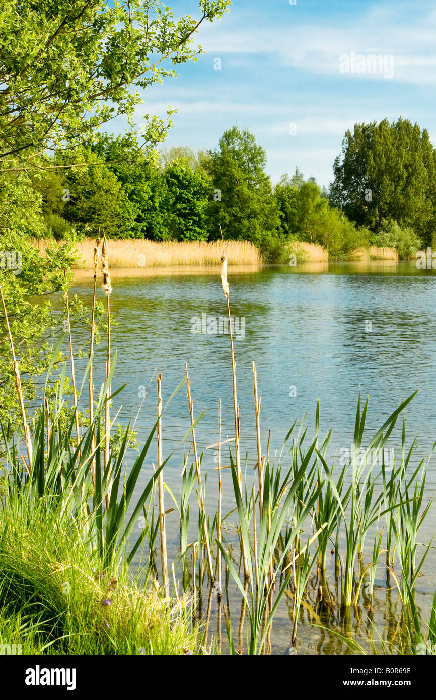 Mill Lake, a nature reserve in the Cotswold Water Park, Gloucestershire