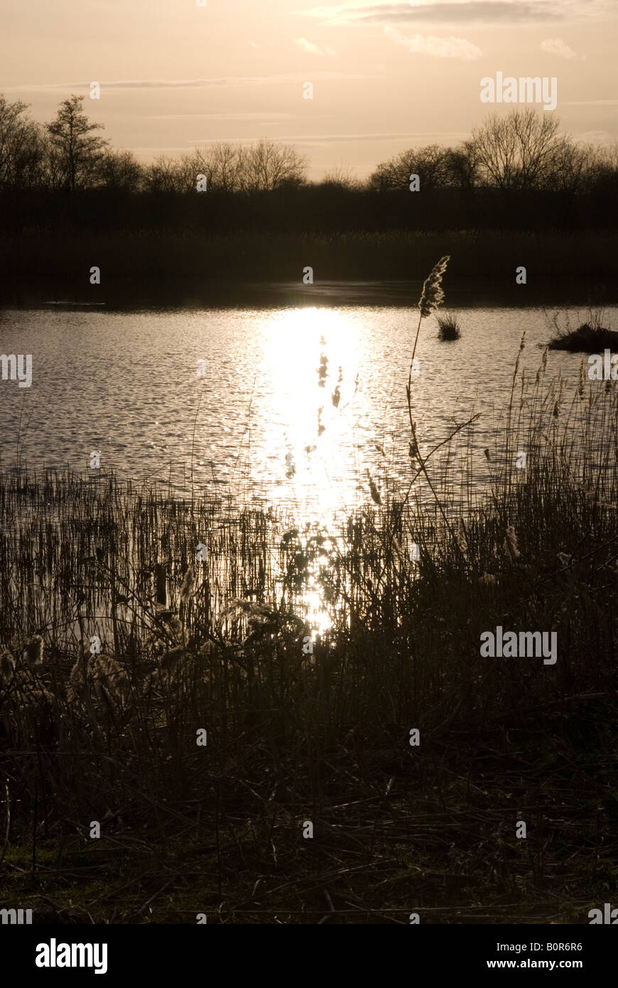 Sunlight on the reed bed and lake Stock Photo