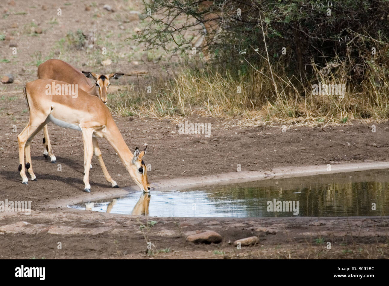 Impala drinking at a waterhole in Kruger NP Stock Photo