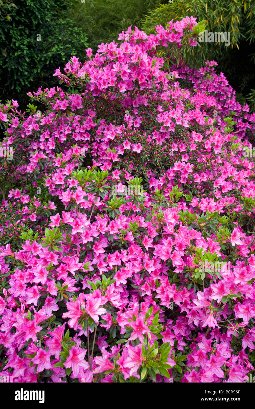 A clump of blossoming Azaleas (France). Massif d'Azalées du Japon (Rhododendron sp) en fleurs (France). Stock Photo