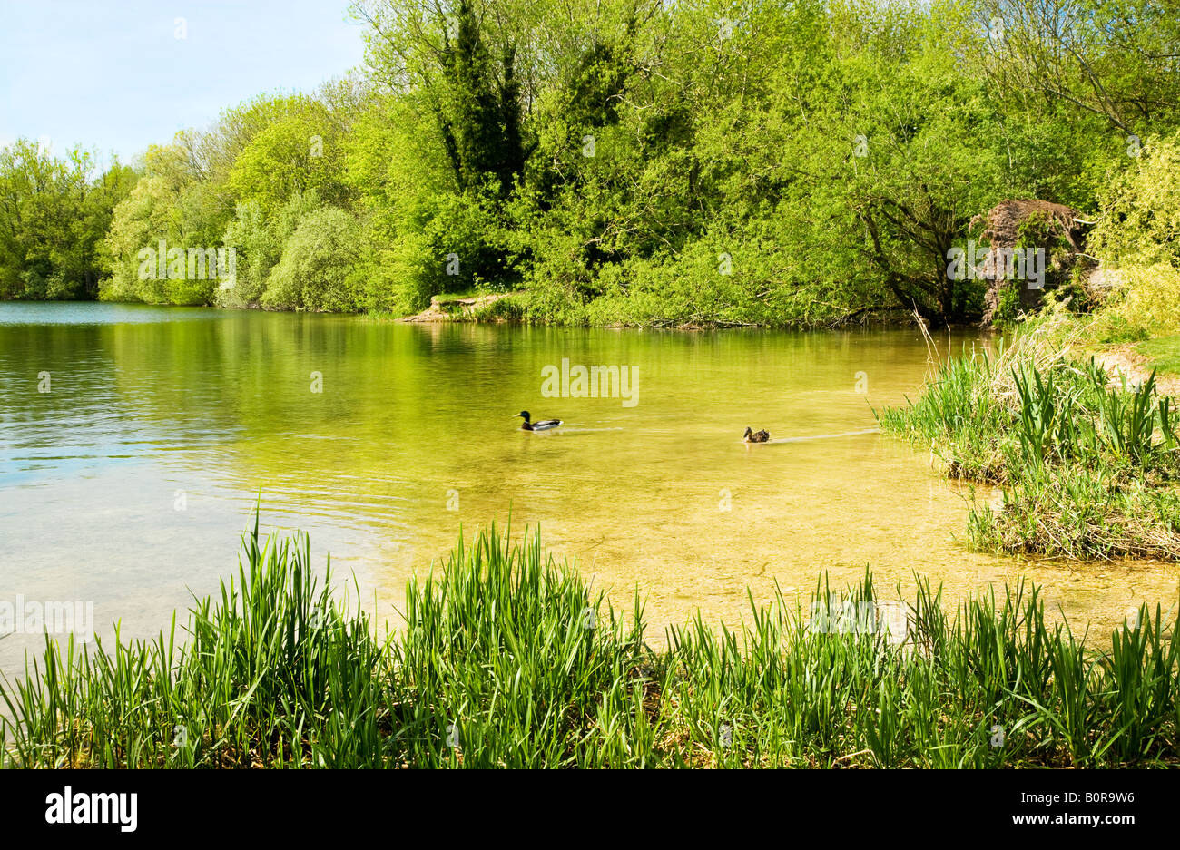 Neigh Bridge Country Park, Cotswold Water Park, Gloucestershire