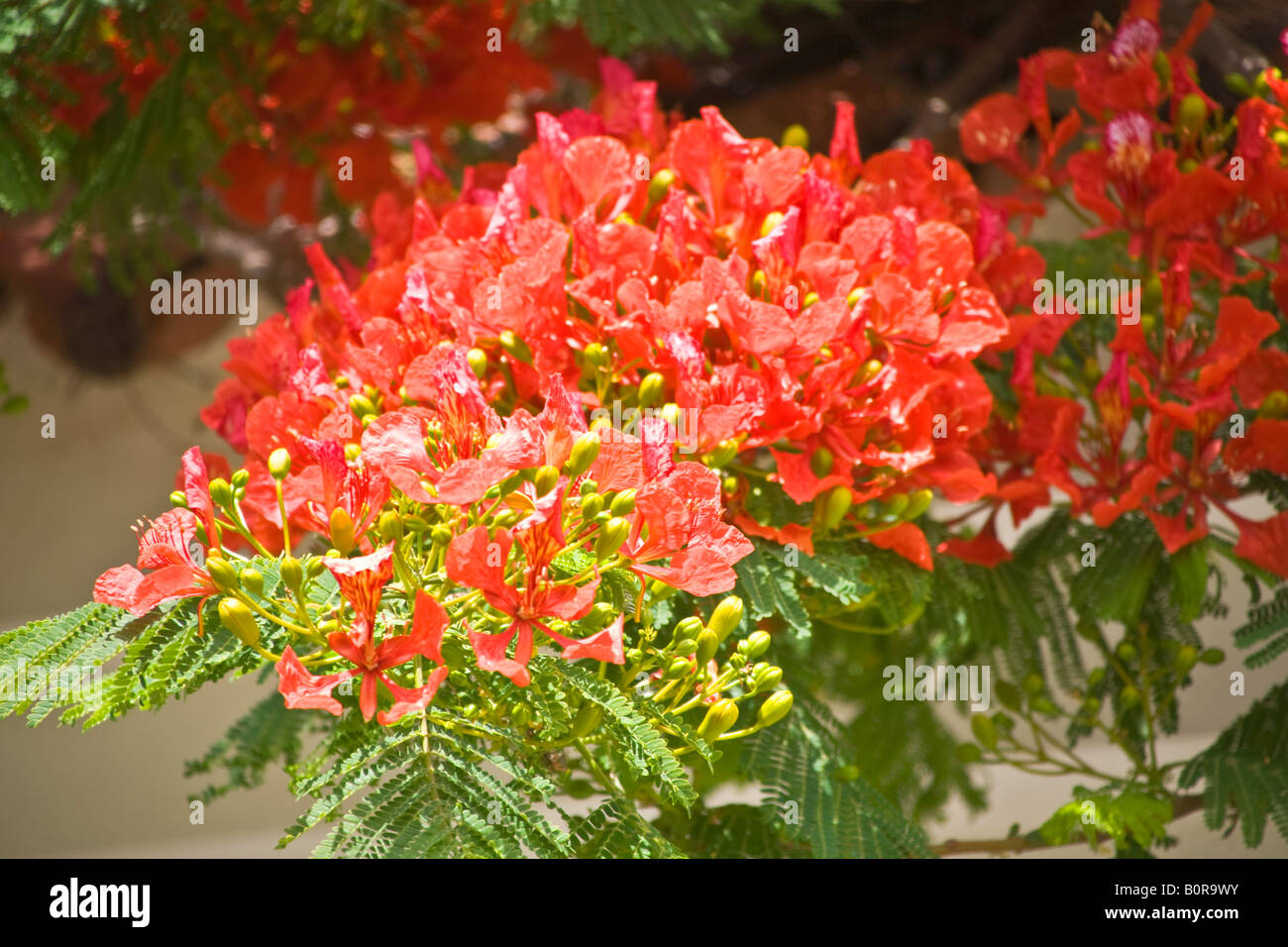 Flamboyant Tree Blossoms Grand Canary Stock Photo